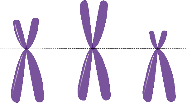 Chromosomenanomalien bei Embryonen