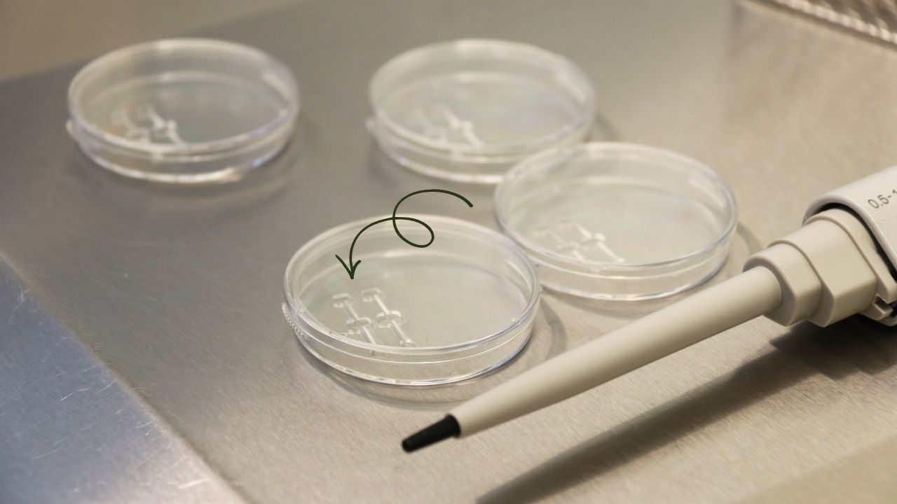 Smarte Spermienauswahl